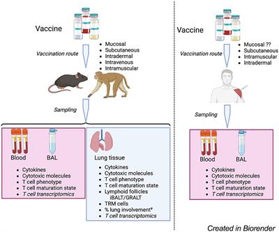 A broader evaluation of vaccine-induced T cell immunity against tuberculosis